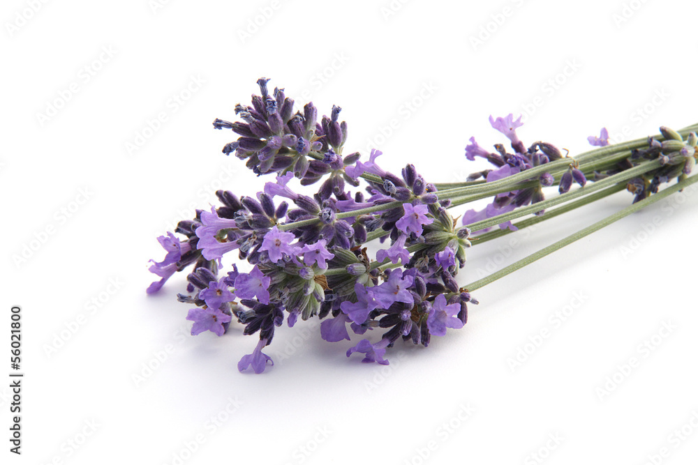 Fototapeta premium lawenda