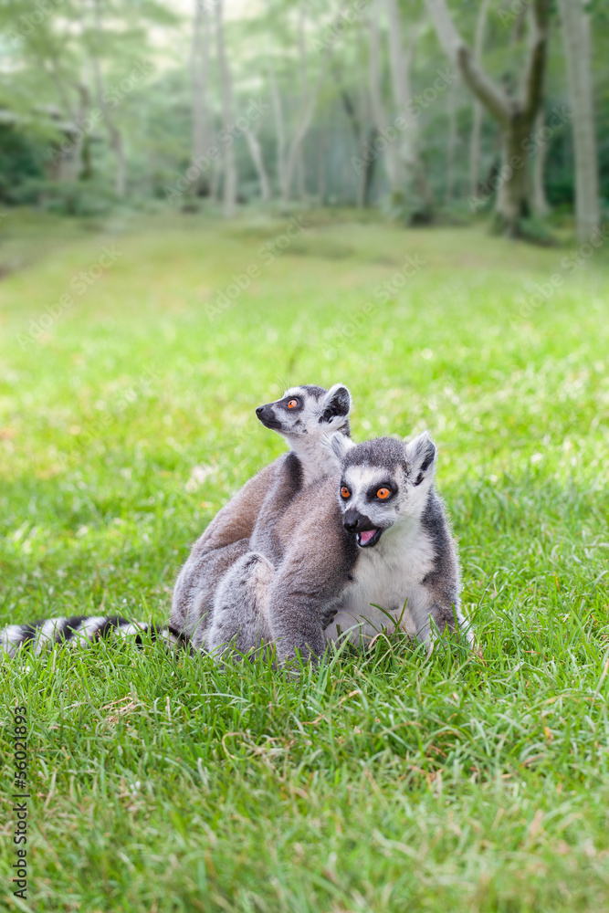 Parent Lemur