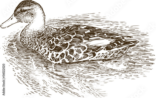 floating duck