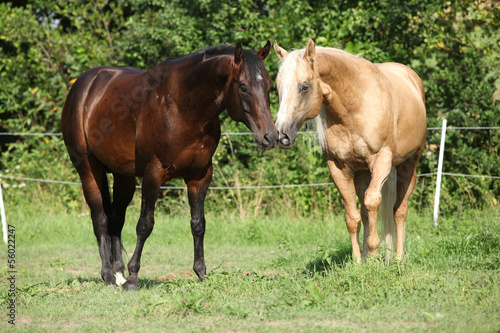 Two stallions standing on pasturage