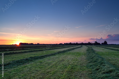 rows of hay at sunrise