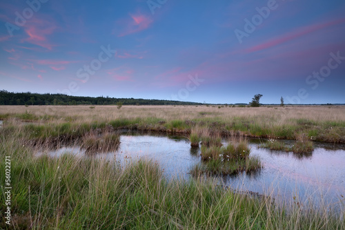 swamp in dusk