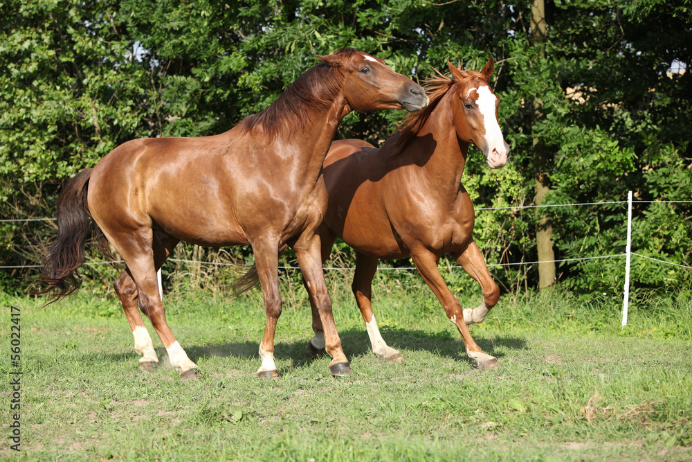 Two stallions moving on pasturage Two stallions moving on pasturage