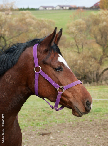 Portrait of young baysport horse