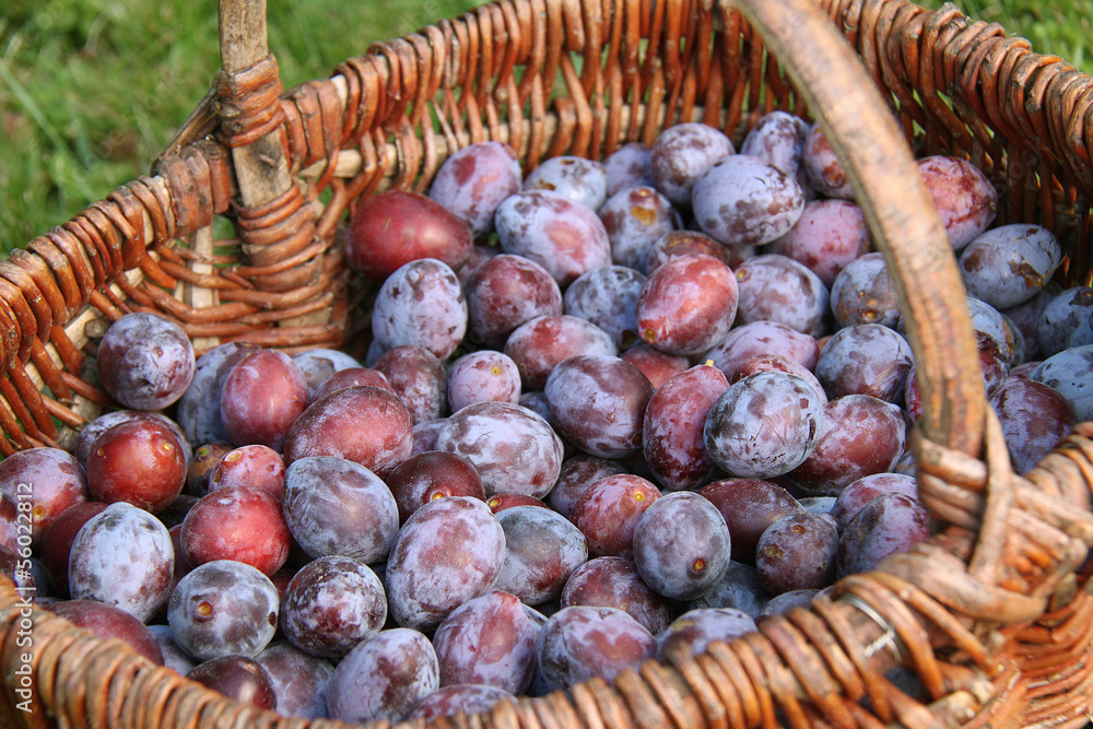 Fototapeta premium prunes