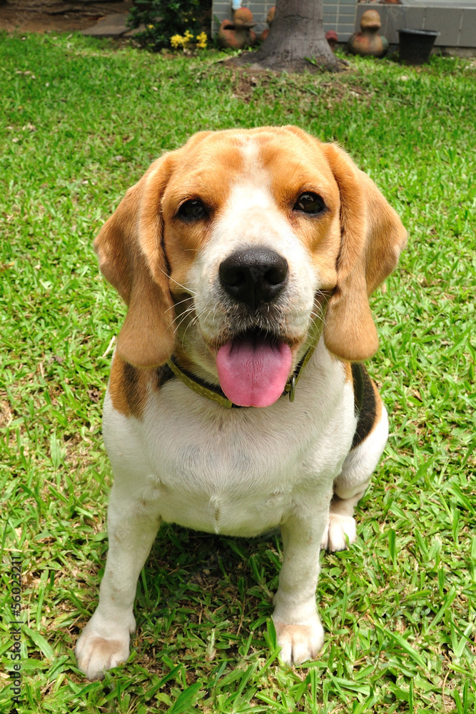 Cute beagle puppy in garden