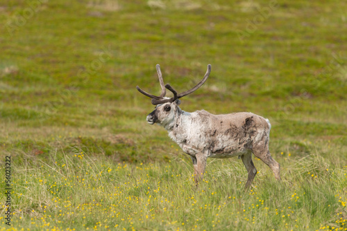 Fototapeta Naklejka Na Ścianę i Meble -  Ren, Reindeer, Rangifer tarandus