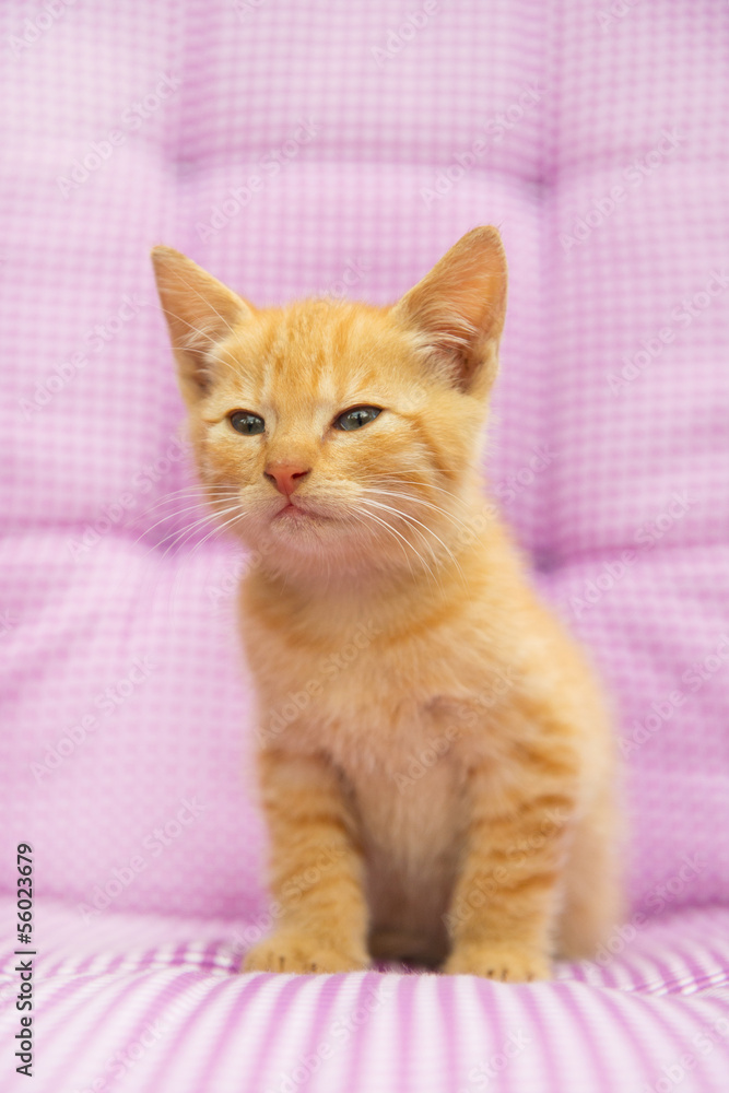 Red little kitten Red little kitten