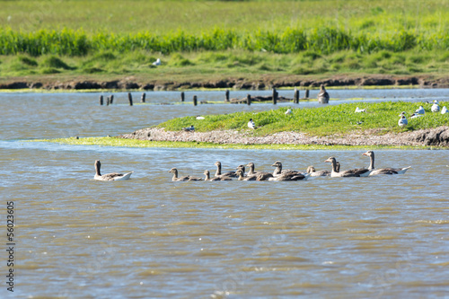 Greylag Gooses with many goslings