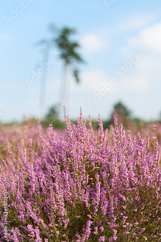 Heather in landscape