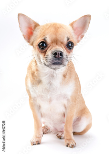 pale beige with white Chihuahua dog sitting on white background © niknikp
