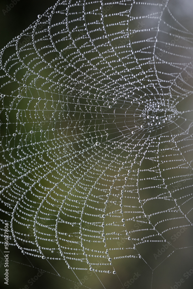 cobweb with morning dew