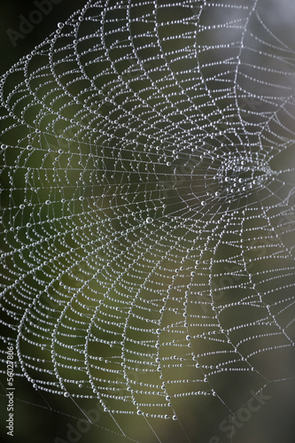 cobweb with morning dew © Pink Badger