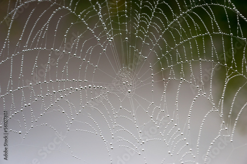 cobweb with morning dew