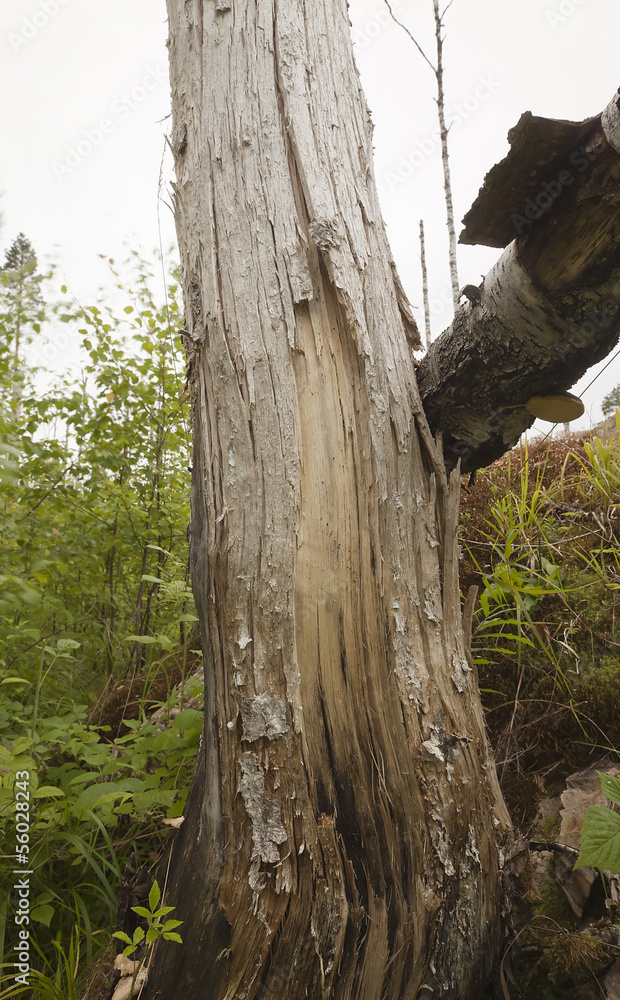 Decaying wood, important habitat for many insects Decaying wood, important habitat for many insects