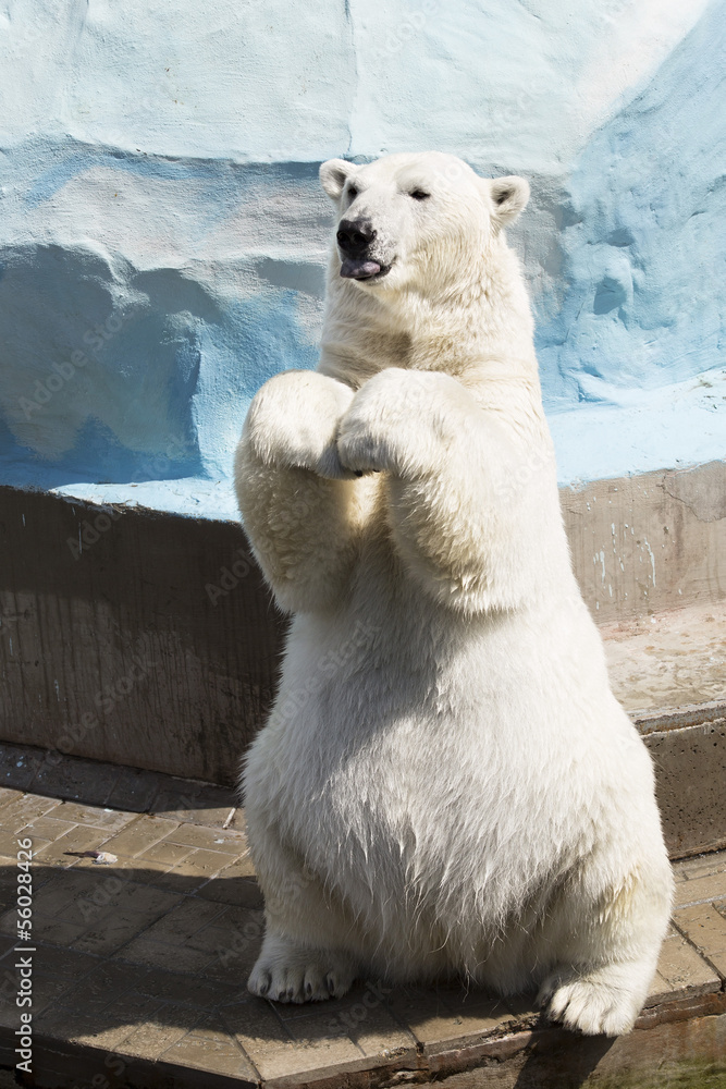 Naklejka premium Funny polar bear sitting on its hind legs