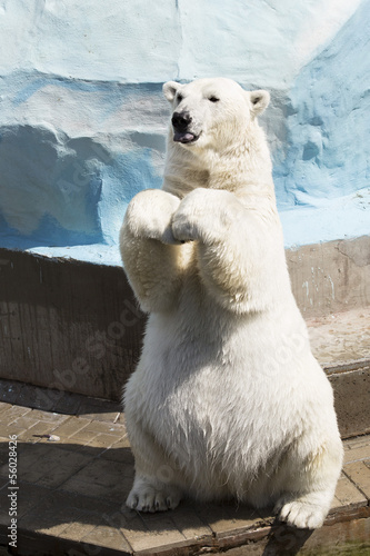 Funny polar bear sitting on its hind legs