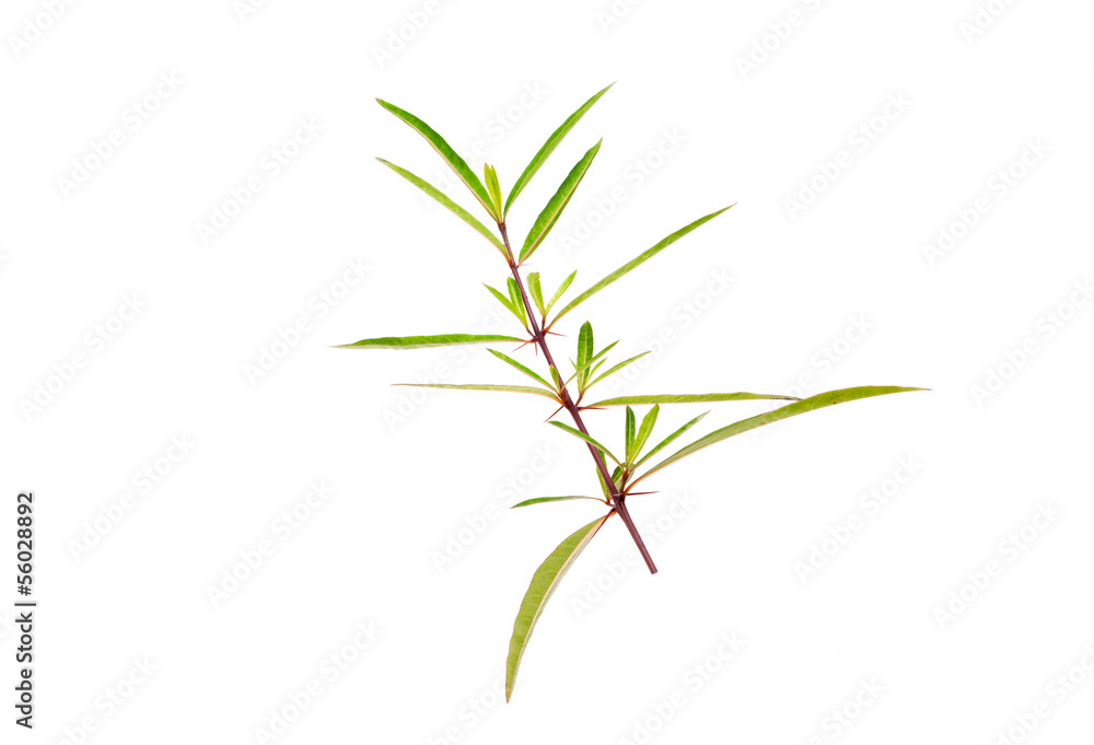 Fototapeta premium Hop Headed Barleria isolated on white