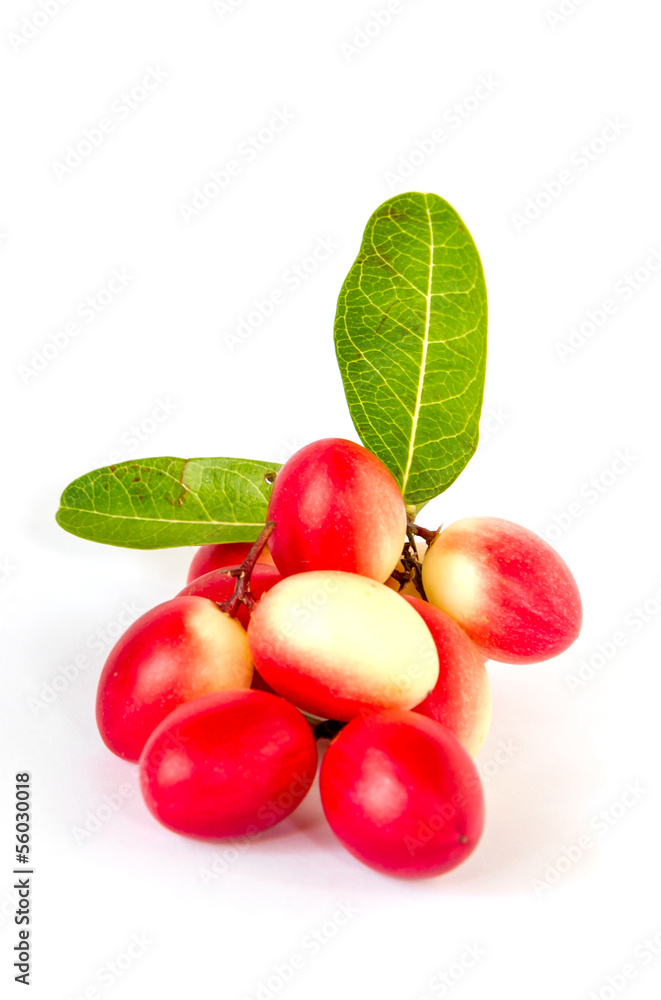 Indian common herb name Koromcha Indian common herb name Koromcha