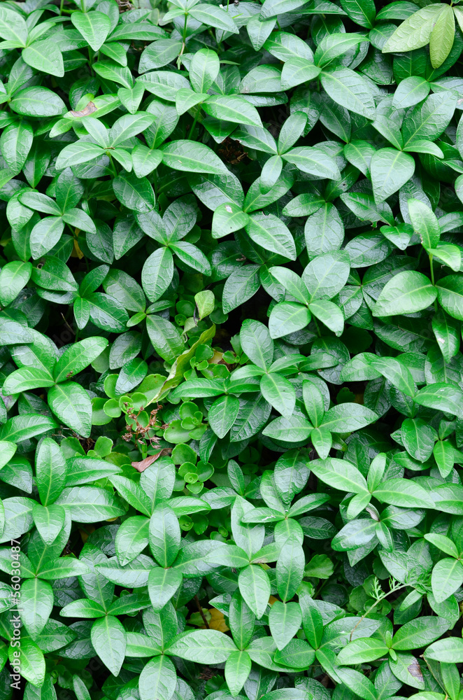 leaves leaves