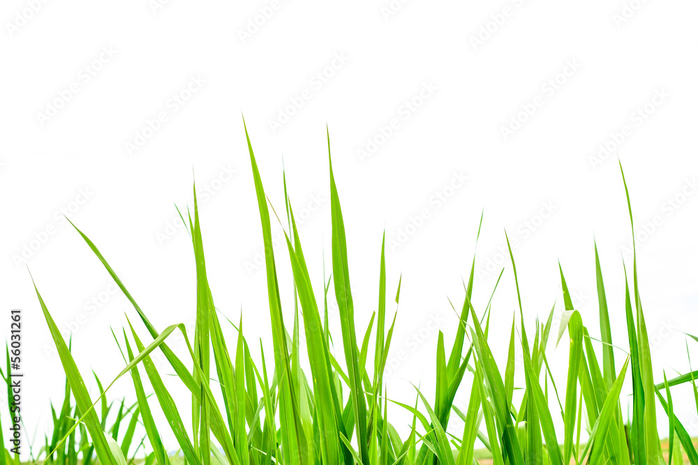 Fresh spring green grass panorama isolated on white background. Fresh spring green grass panorama isolated on white background.