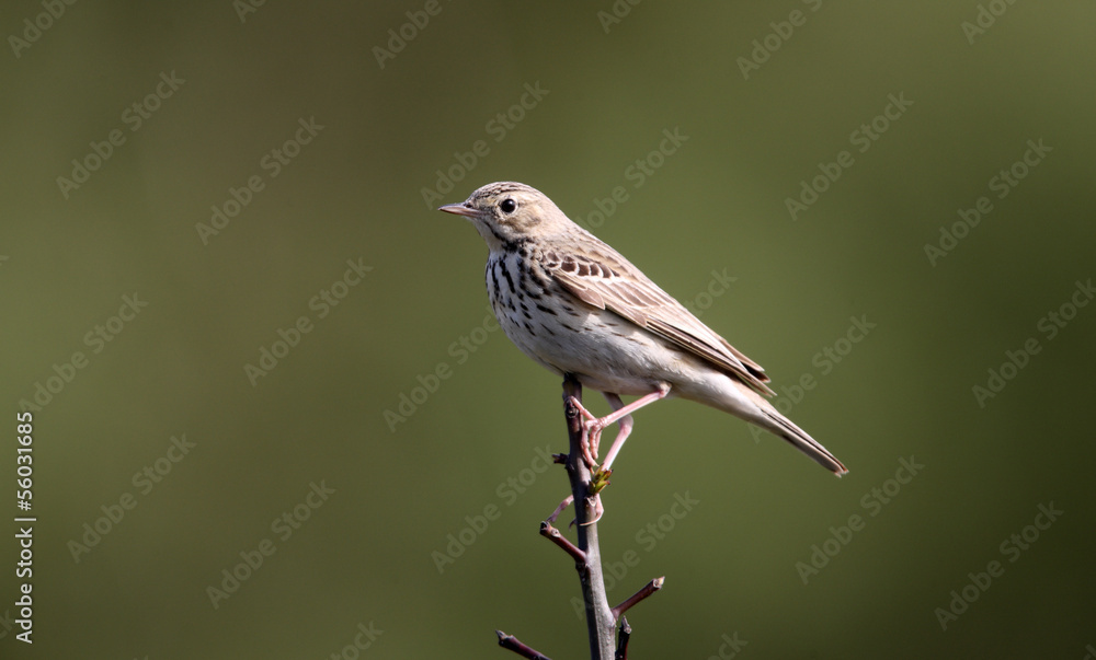 Tree pipit, Anthus trivialis Tree pipit, Anthus trivialis