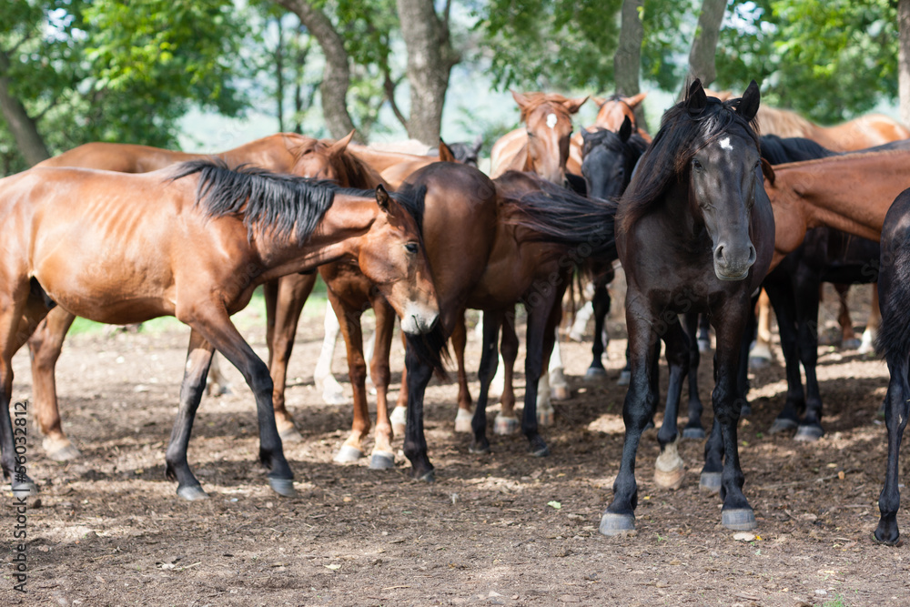 Herd of horses Herd of horses