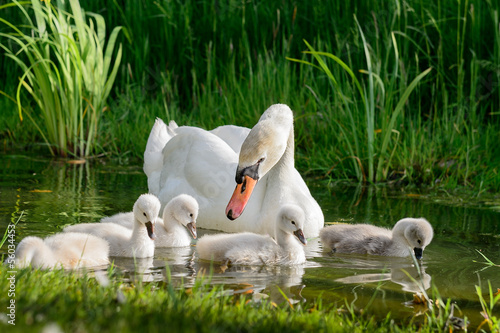 Fotografia Big swan family