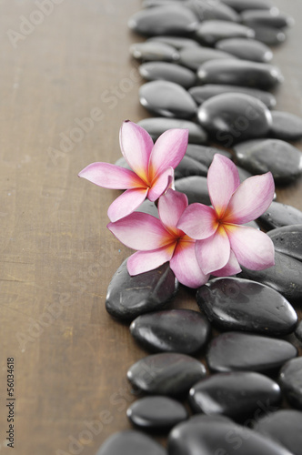frangipani flower arranged stones on wooden board