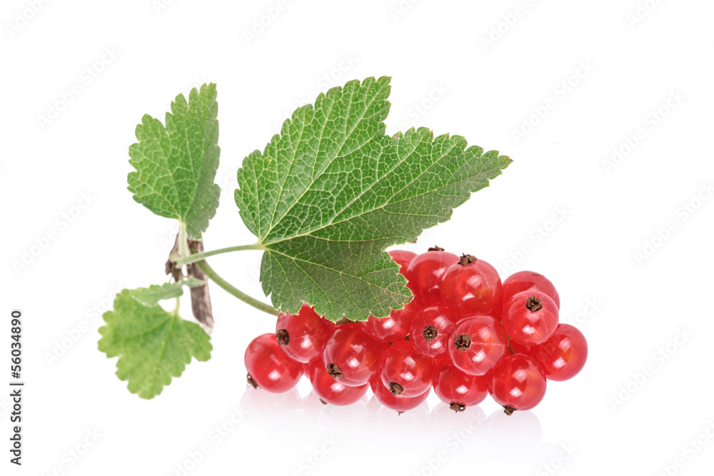 Rote Johannisbeeren, red currants, isolated