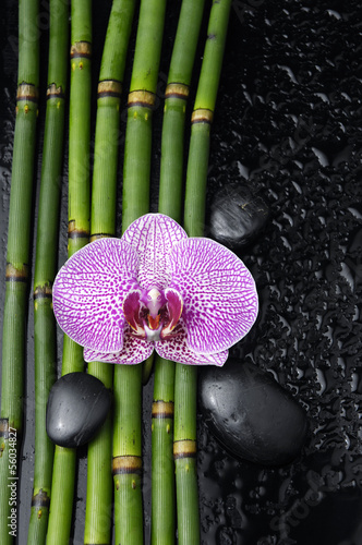 pink orchid with stones bamboo grove on wet background