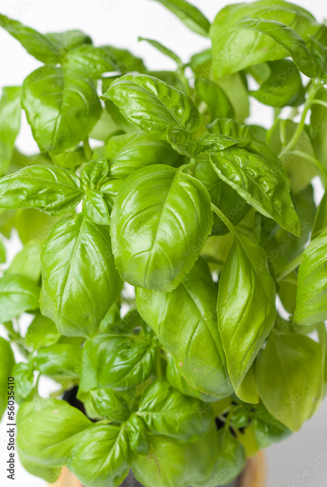 basil basil