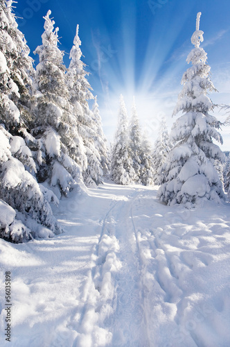 Schneezauber © Jenny Sturm