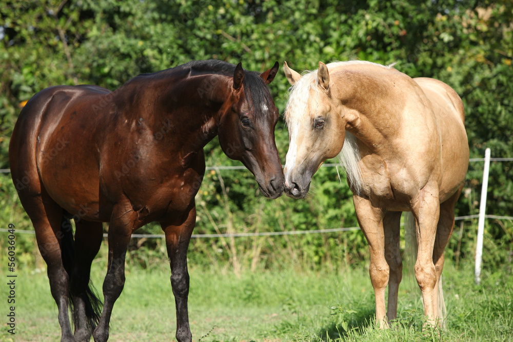 Two stallions standing on pasturage Two stallions standing on pasturage
