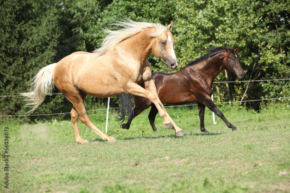 Brown and palomino stallions running on pasturage Brown and palomino stallions running on pasturage
