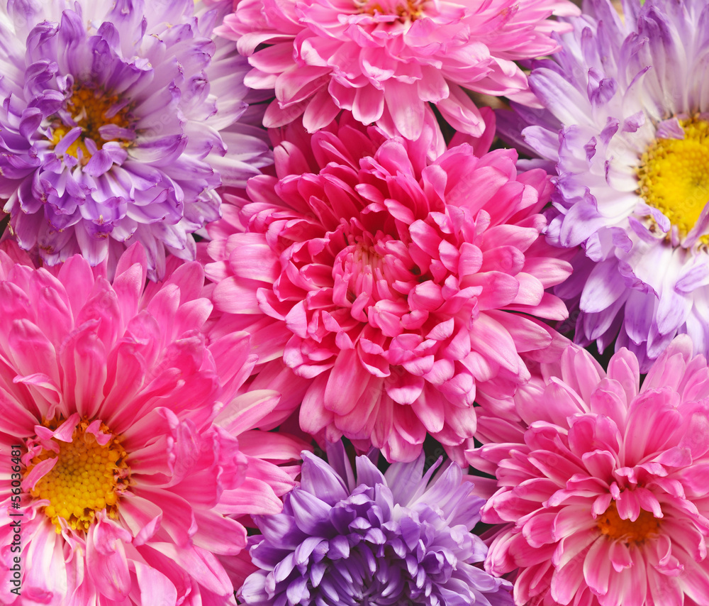 Pink and purple asters Pink and purple asters
