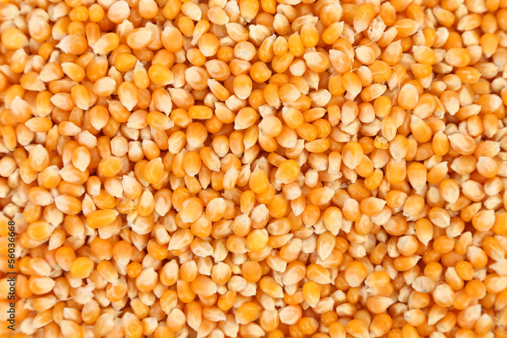 Bulk of corn grains. Close up. Bulk of corn grains. Close up.