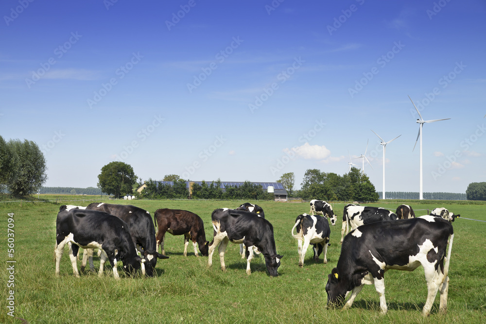 cows on a farm
