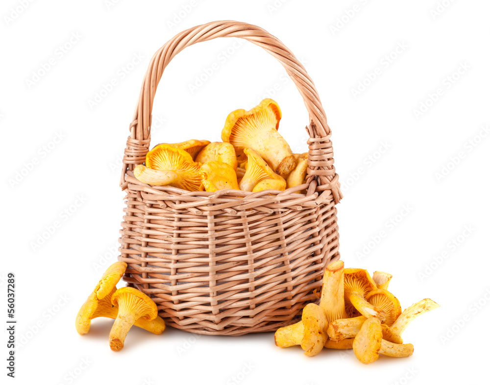 Chanterelle mushrooms in basket