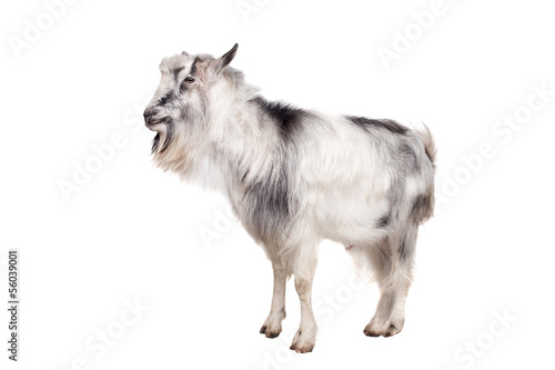 Portrait Of Goat Isolated On White Background © Farinoza