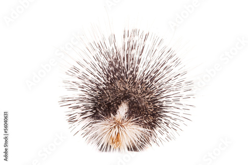 Indian crested Porcupine  Hystrix indica  isolated on white