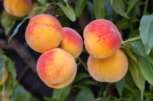Εκτύπωση καμβά peach tree