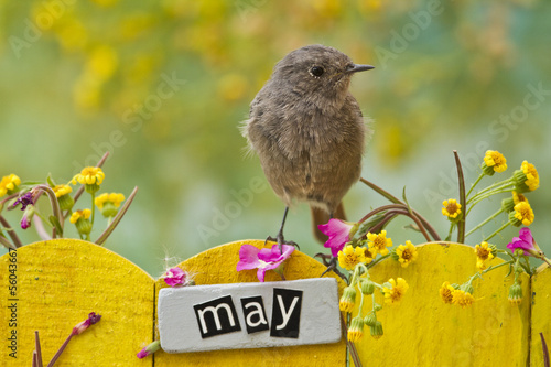 Bird perched on a October decorated fence,landscape orientation