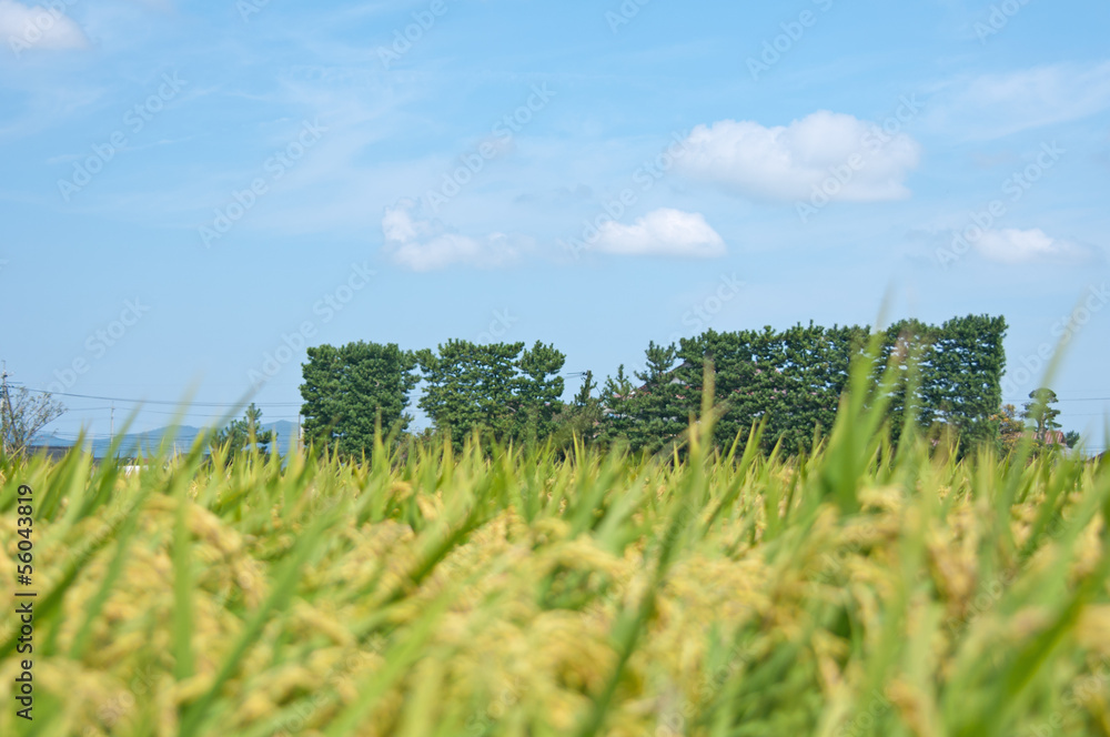 築地松 Images – Browse 32 Stock Photos, Vectors, and Video | Adobe