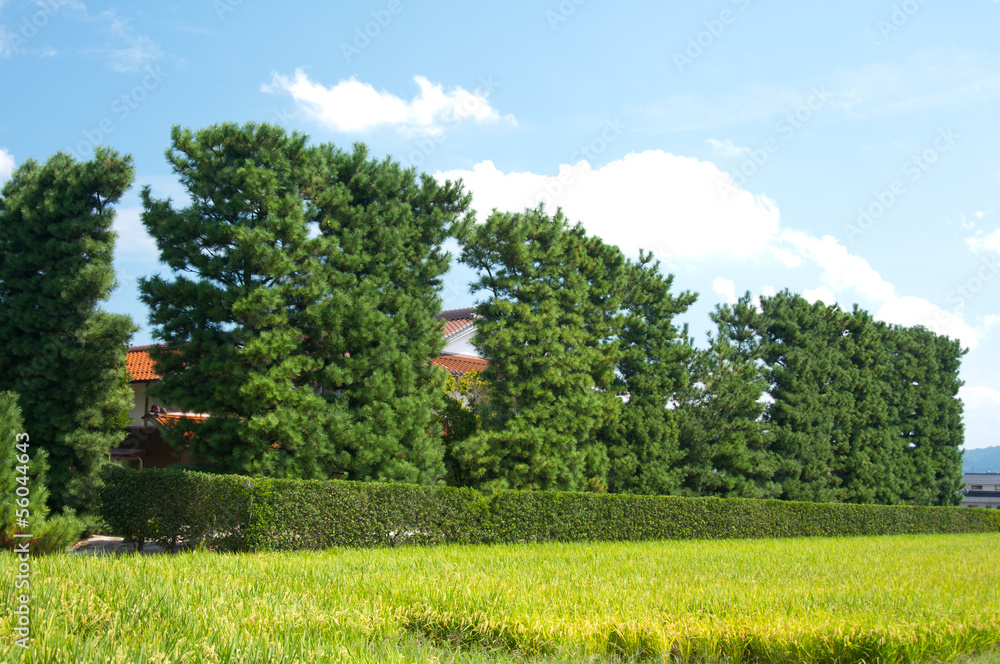 築地松 Images – Browse 32 Stock Photos, Vectors, and Video | Adobe