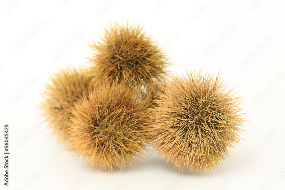 毬栗 毬栗