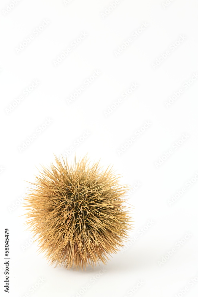 毬栗 毬栗