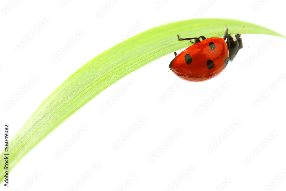 ladybug on grass ladybug on grass