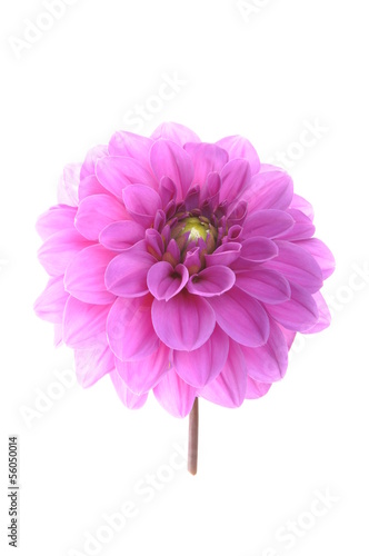 Pink flower dalia isolated on white background