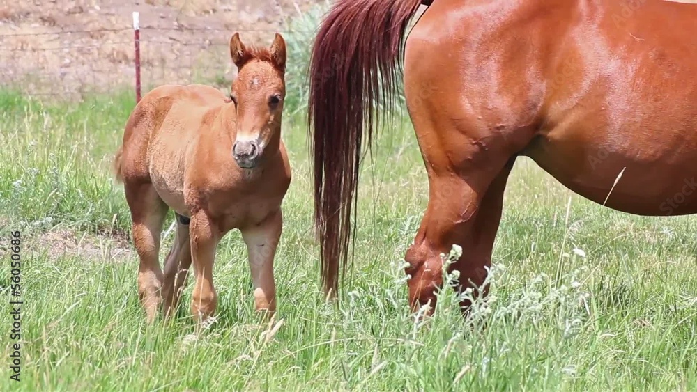 Baby horse with mommy in green pasture Baby horse with mommy in green pasture